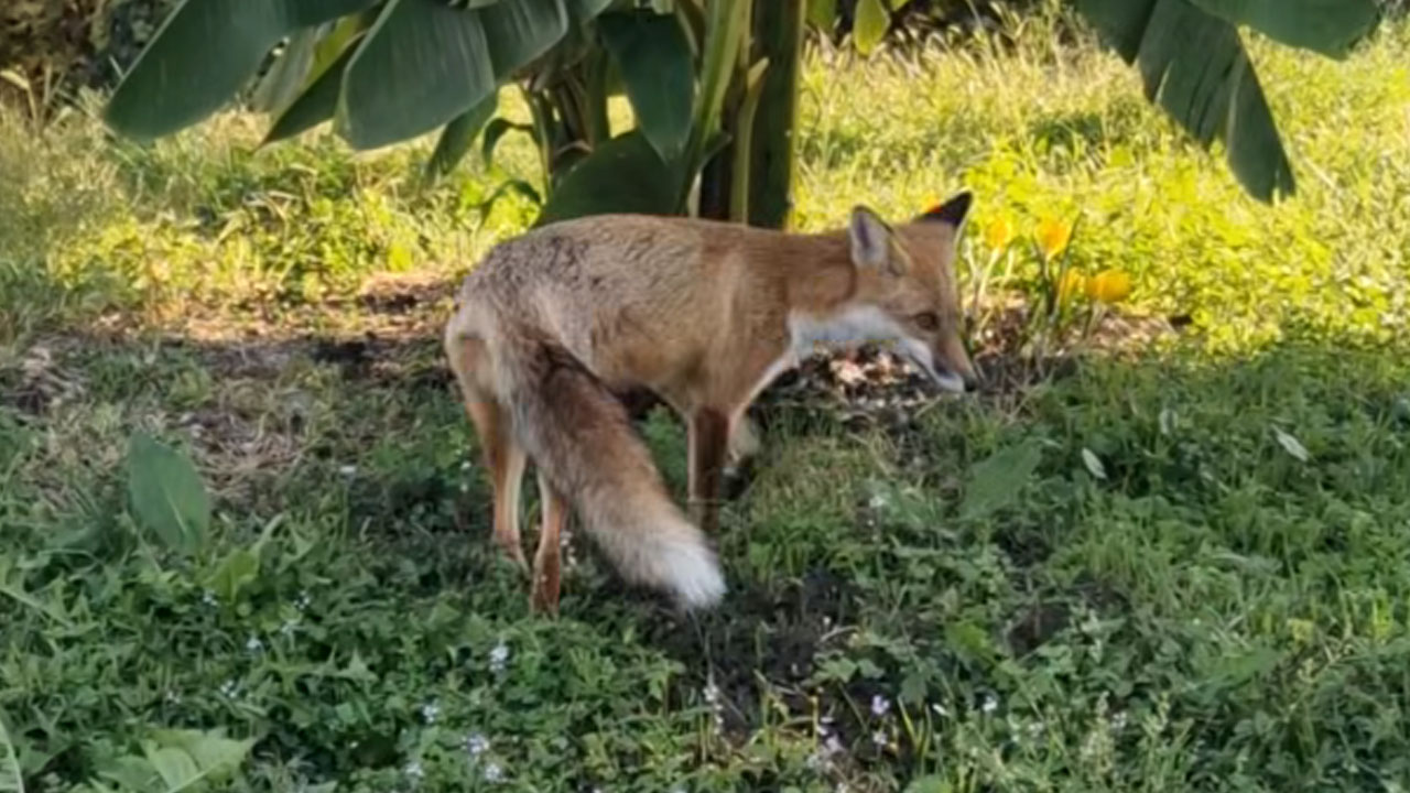 Lisica na Štjaku povsem blizu ljudi