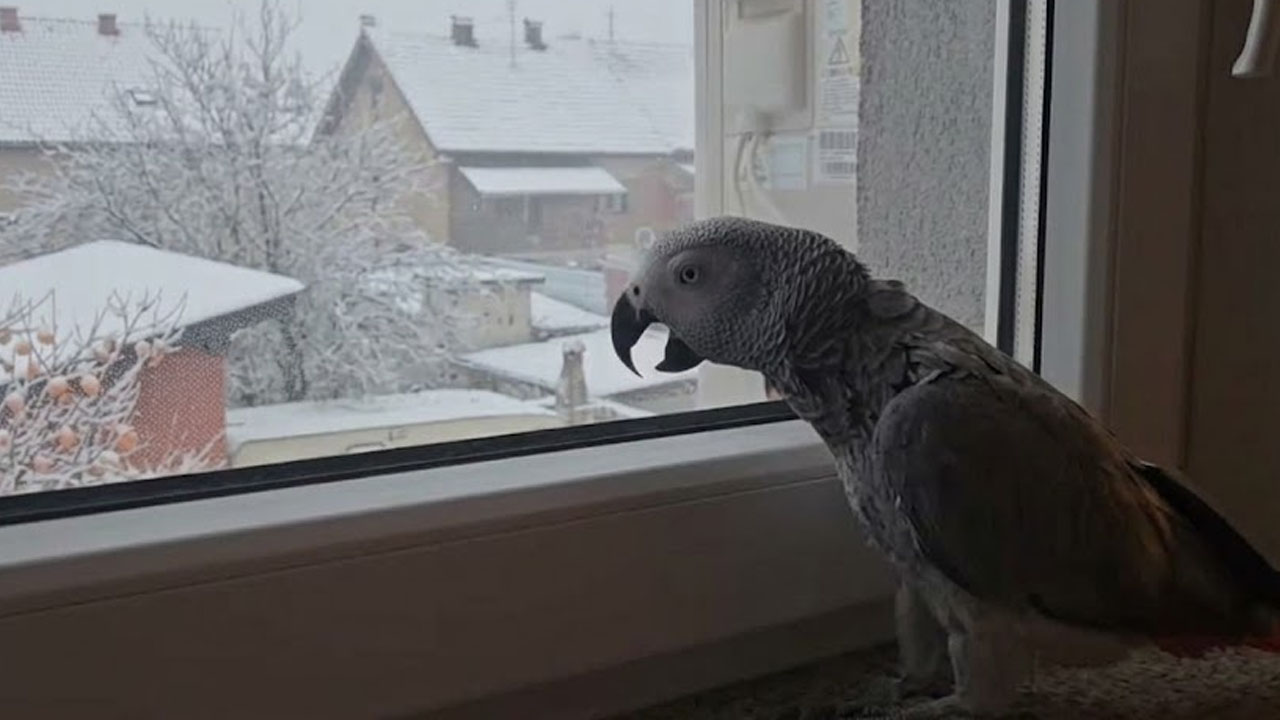 Sivi žako papiga Bella zapela dve hrvaški uspešnici