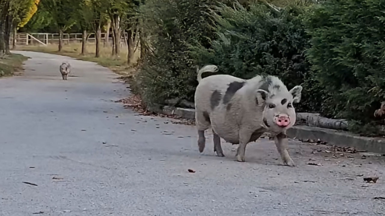 Pipa in Melkijad na Posestvu Valdek