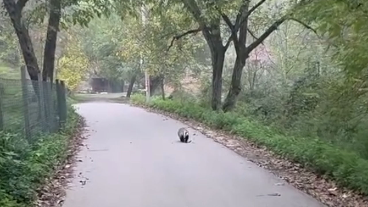 Jazbec ob poti v kanjonu reke Gradac blizu Valjeva