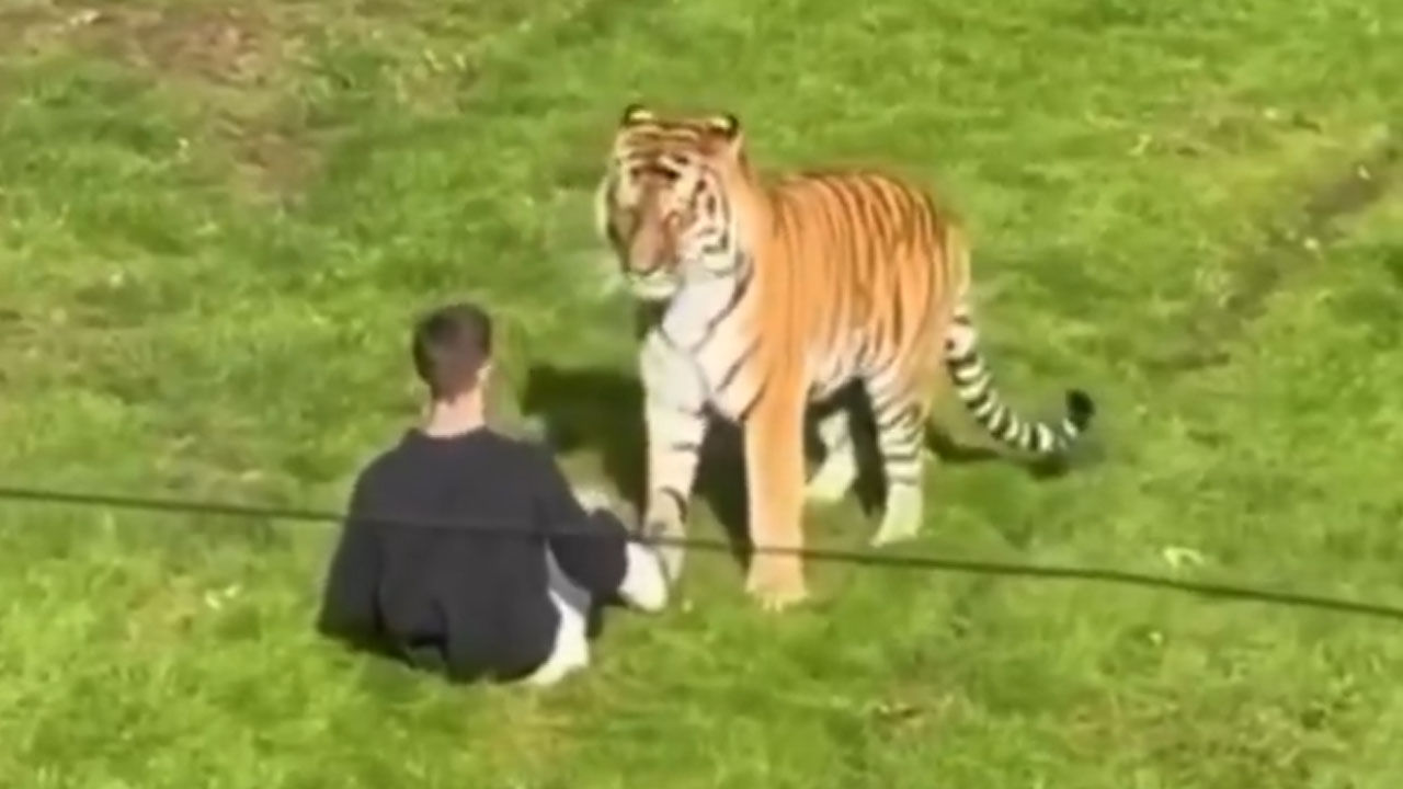 Moški v ogradi tigrov v živalskem vrtu Yorkshire Wildlife Park