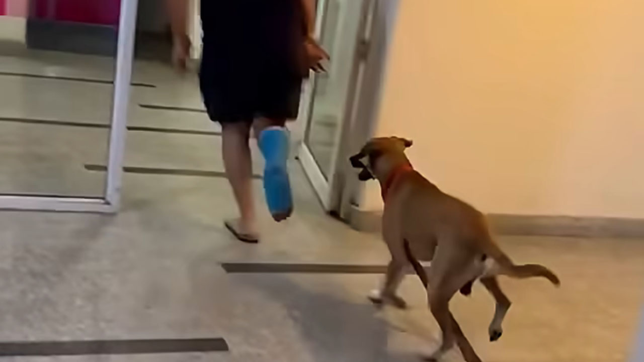 Kuža šepal vpričo lastnika